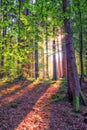 Deep forest with soft sun rays Royalty Free Stock Photo
