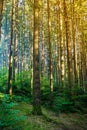 Deep forest with soft sun rays Royalty Free Stock Photo