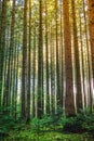 Deep forest with soft sun rays Royalty Free Stock Photo