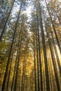 Deep forest with soft sun rays Royalty Free Stock Photo