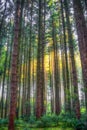Deep forest with soft sun rays Royalty Free Stock Photo