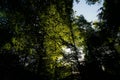 In forest sunshine through trees. Blach Forest, Germany