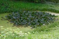 Deep forest swamp with green duckweed and water lily leaves on its surface. Royalty Free Stock Photo