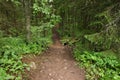 Deep forest trail Royalty Free Stock Photo