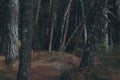 Deep forest trees in dark backwoods