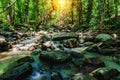 deep forest waterfall on mountain and sunshine