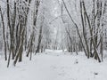 Deep forest winter snow road. Snowfall in the forest. Royalty Free Stock Photo