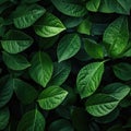 Deep fresh green leaves texture background Royalty Free Stock Photo