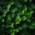 Deep fresh green leaves texture background Royalty Free Stock Photo