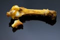 Deep fried chicken bone on shiny dark su Royalty Free Stock Photo