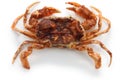 Deep fried soft shell crab Royalty Free Stock Photo