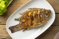 Deep fried Tilapia fish in white plate Royalty Free Stock Photo