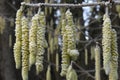 Deep Frozen Hazel Catkins Clothed in Winter Frost