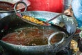 deep frying of big chili at mustered oil at street shop Royalty Free Stock Photo