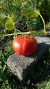 Pumpkin in garden waiting for harvest Royalty Free Stock Photo