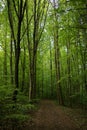 Deep green beech forest in Stechlin conservation area Royalty Free Stock Photo