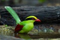 Deep green Common green magpie