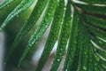 Deep green cycas leaves, shot close-up with water drops macro Royalty Free Stock Photo