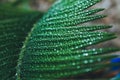 Deep green cycas leaves, shot close-up with water drops macro Royalty Free Stock Photo