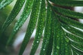 Deep green cycas leaves, shot close-up with water drops macro Royalty Free Stock Photo