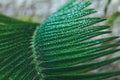 Deep green cycas leaves, shot close-up with water drops macro Royalty Free Stock Photo