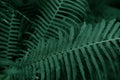 Deep green fern leaves texture. Fern in the forest Royalty Free Stock Photo