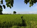 Deep green field with a cute bent way Royalty Free Stock Photo