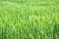 Deep green grainfield Royalty Free Stock Photo