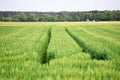 Deep green grainfield with deep skidmarks in the middle Royalty Free Stock Photo