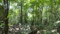 Deep green jungle forest in Salto Angel, Canaima, Venezuela