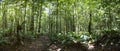 Deep green jungle forest in Salto Angel, Canaima, Venezuela