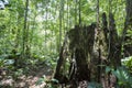 Deep green jungle forest in Salto Angel, Canaima, Venezuela