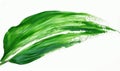 Deep green leaf-shaped brush stroke on white background Royalty Free Stock Photo