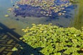 Deep green lily pads floating on to of lush green lake water Royalty Free Stock Photo