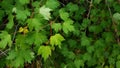 Deep Green Ground Cover Royalty Free Stock Photo