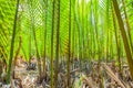 The deep green Nypa Palm Royalty Free Stock Photo