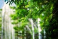 Deep green pine tree branches with a beautiful blurred tree background Royalty Free Stock Photo