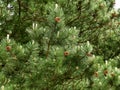 Deep green pine tree with many pine cones