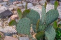 Deep green prickly pear cactus in rock garden.