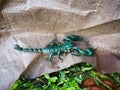 Deep green scorpion on camping tent in Thailand Nation Park