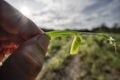 Deep Green transparent Butterfly Pupa Hanging blade of grass. Royalty Free Stock Photo