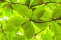 Deep green of Tropical almond tree