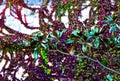 Deep green waxy evergreen leaves on skinny tree branch with blurred colorful lush background Royalty Free Stock Photo