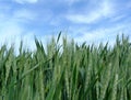 Deep green wheat field in closeup view. crop ears, green stems and leaves. blue sky and clouds in the background. Royalty Free Stock Photo