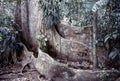 View of tropical jungle with tallest tree and buttressed roots in the Henri Pittier National Park Venezuela Gyranthera caribensis