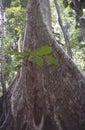 View of tropical jungle with tallest tree and buttressed roots in the Henri Pittier National Park Venezuela Gyranthera caribensis