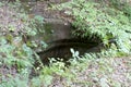 A deep hole in the forest floor