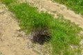 Deep hole in yellow sandy ground against a background of green grass. Animal burrow in the middle of a dirt road in a meadow or