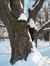 Deep hollow in the huge snow covered trunk of the ancient oak tree under the soft sunlight. Royalty Free Stock Photo