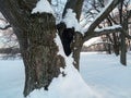 Deep hollow in the huge snow covered trunk of the ancient oak tree under the soft sunlight. Royalty Free Stock Photo